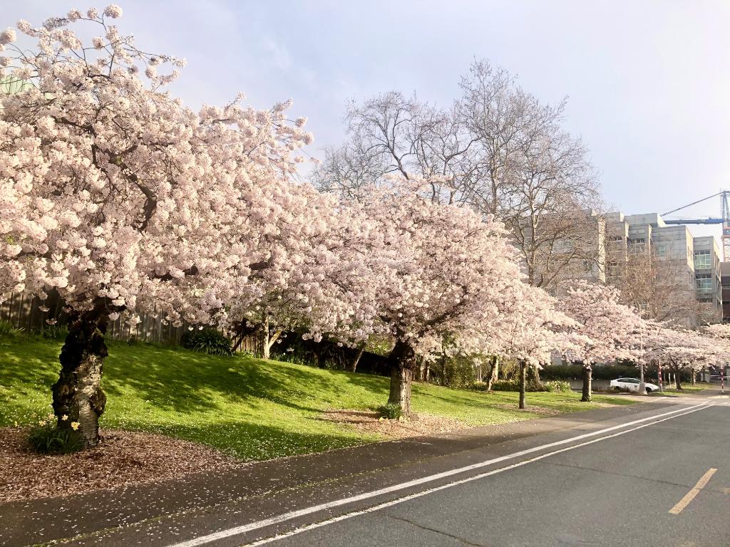 uwcherryblossom's tweet photo. I ain't foolin'... my branches are beautiful on the south end of campus too! 🌸 https://t.co/m6pc2a0wWm