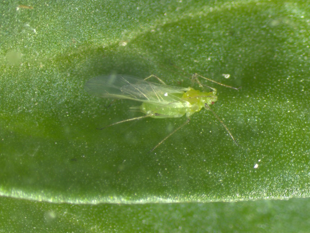 ZhouNx's tweet photo. @bug_beastie “Time to know my opponent （pea aphids）”
Beastie visited @USaskEnt  today~ had a good meal and did some study on pea aphids ~💓 https://t.co/oYams80BmU