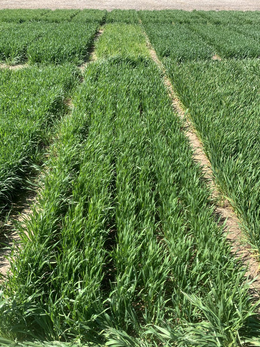 ablubaugh84's tweet image. WestBred WB4401 looking awesome in Winfield Ks. Top competitor in the back showing stress from Soil Borne Mosaic Virus. @WestBredWheat @Bayer4CropsUS @MarkLubbers7