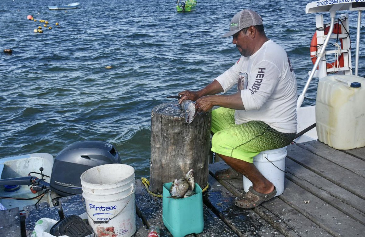 LauFdzOficial's tweet photo. En estos días de Semana Santa y vacaciones consumimos más pescados y mariscos. Un deleite poder disfrutar los que nos traen nuestros pescadores de #PuertoMorelos. https://t.co/xWL7qS2Ra8