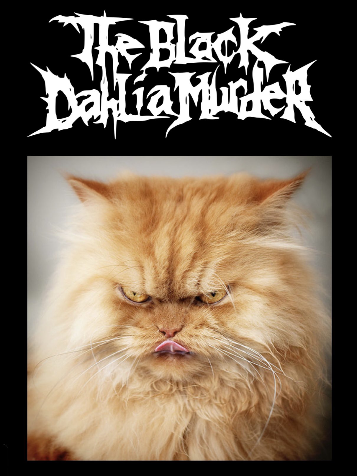 Metal Archives Has Replaced Every Band Photo With A Cat Photo