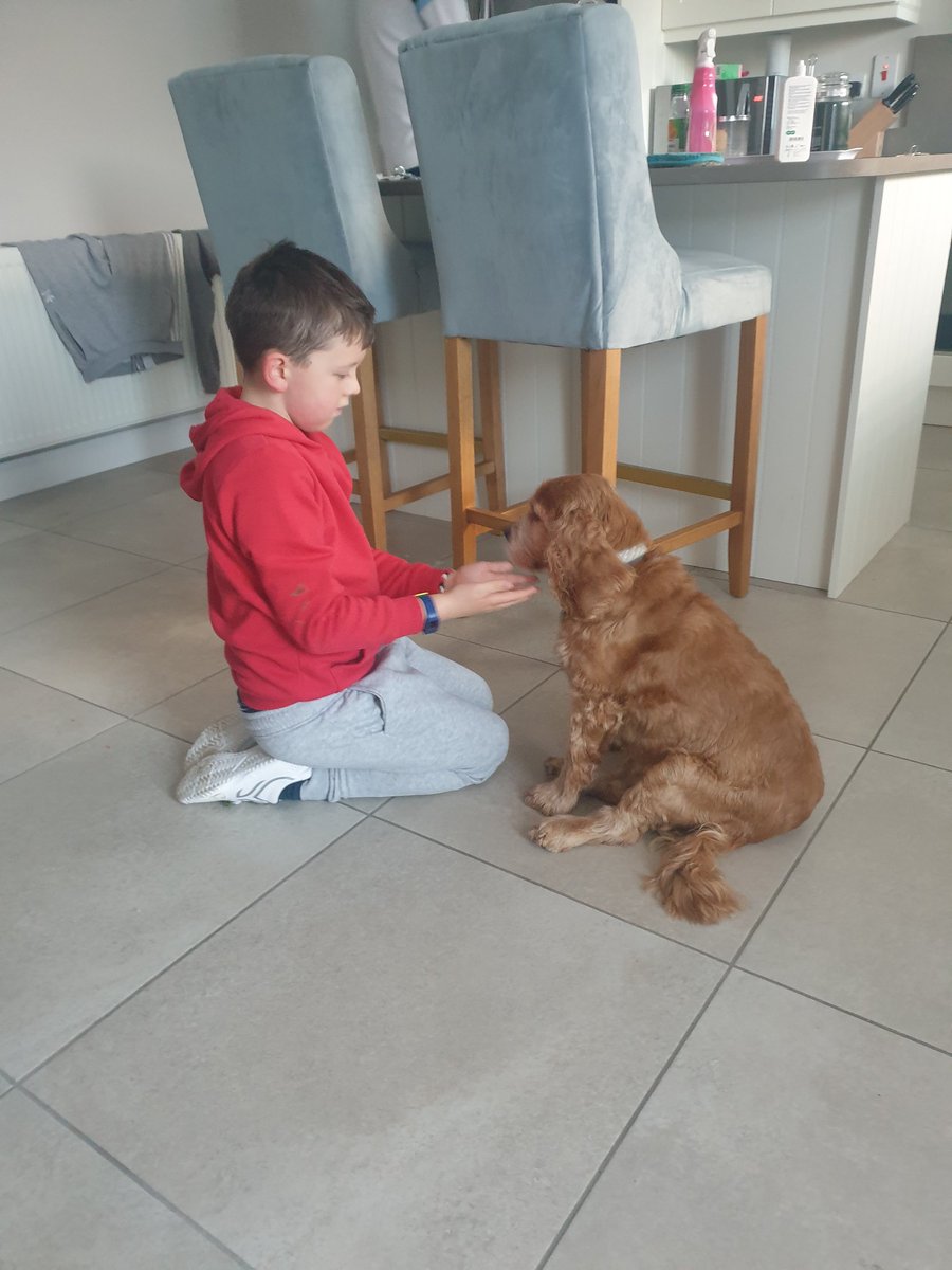 frog_comerford's tweet photo. @KeithMcNally6 Legend of a dog https://t.co/Iyi7OntKWq