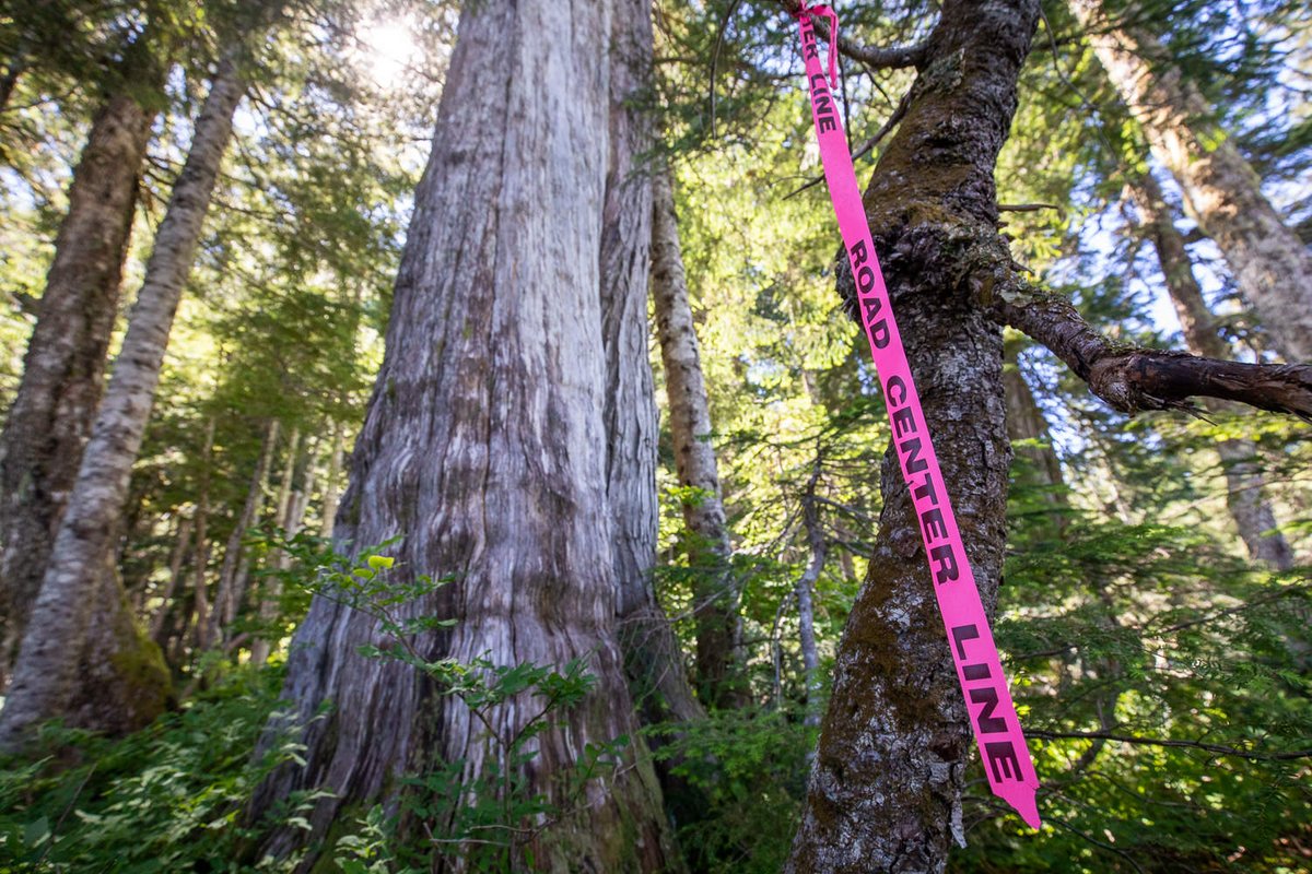 AncientForestBC's tweet photo. The court has granted Teal-Jones an injunction against the #FairyCreek forest defenders.😠 This means blockaders could be arrested for holding @jjhorgan accountable to his promise to protect #oldgrowth! 

It's within his power to stop this.
Call his office now! https://t.co/zz8YYFNmkd