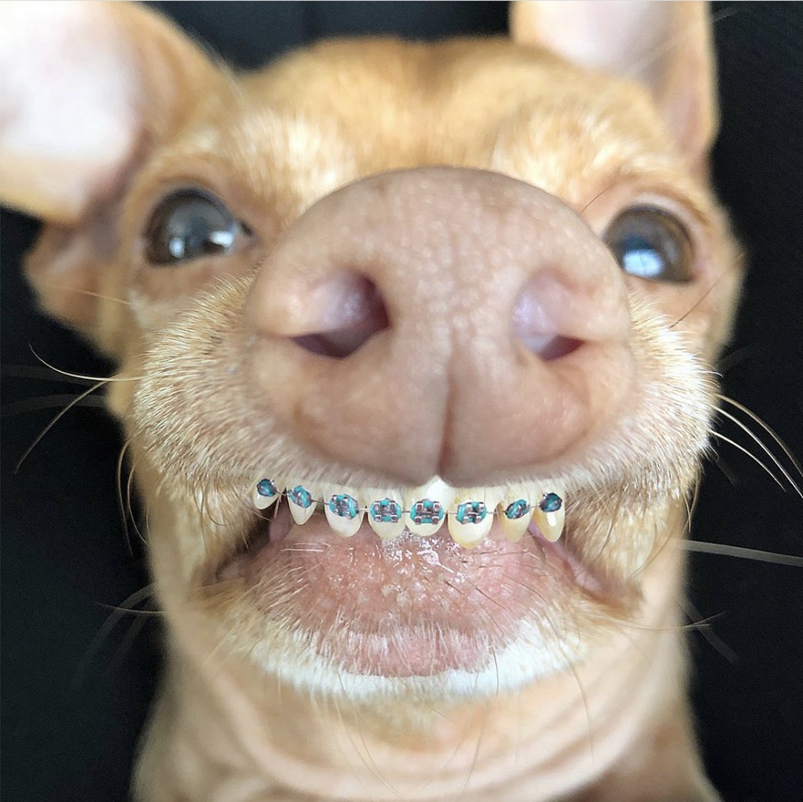 Tuna The Dog With Braces