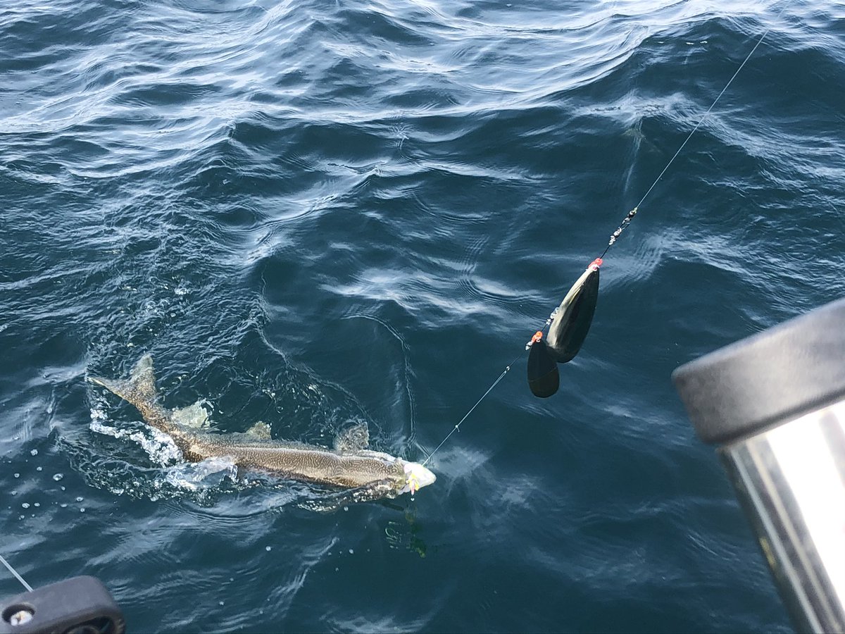 FishingDawson's tweet photo. Nice to be back out on the big water chasing Lake Ontario’s native Lake Trout. Hot rig on the weekend was a @GibbsDelta Cowichan rig run in tandem with a @ReelColdFront #Twinkie spin and glow on the deep rigger 🎣🤙 #wefishhere #islanderprecisionreels #lakeontario #laketrout https://t.co/TUZYht6NvE