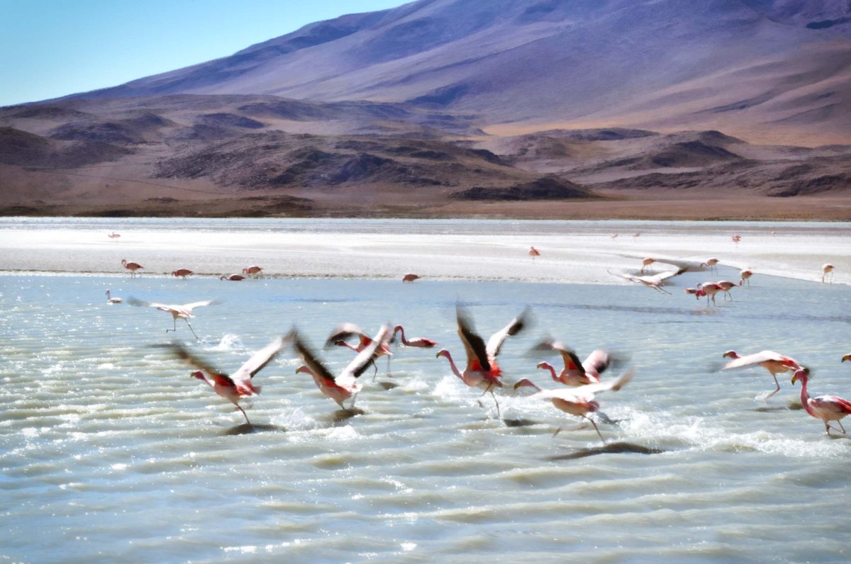 NYCSandyTaylor's tweet photo. Put some #flamingos on your wall. #Prints &amp; more at https://t.co/i6BpfDVRjL #photography #wallart #homedecor #shopping https://t.co/NU9VvTkPCL