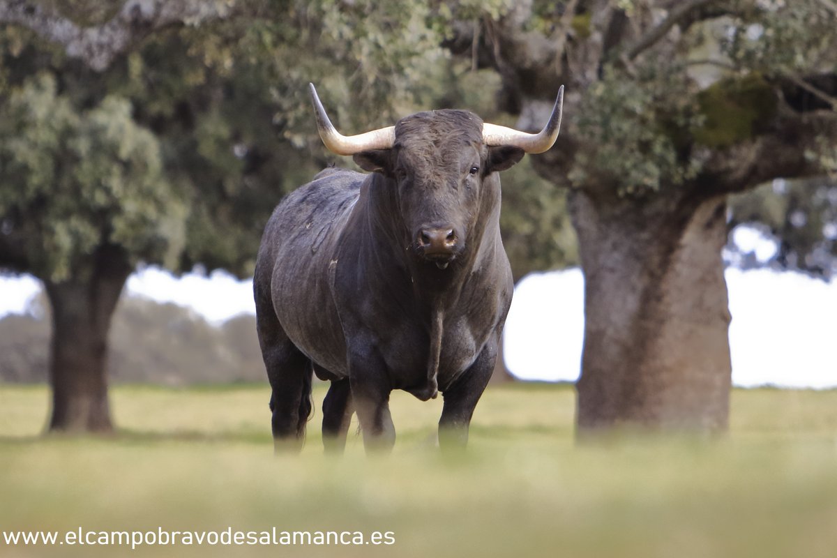 JuanLuisvisitas's tweet photo. Ganas de volver a las plazas de toros, todo se andará.

#VisitasJuanLuisFraileyMariaCascón #AtreveteADisfrutar #castaybravura #trapio #experienciasunicas #Graciliano #visitaelcampocharro https://t.co/CnZPeEMwpR