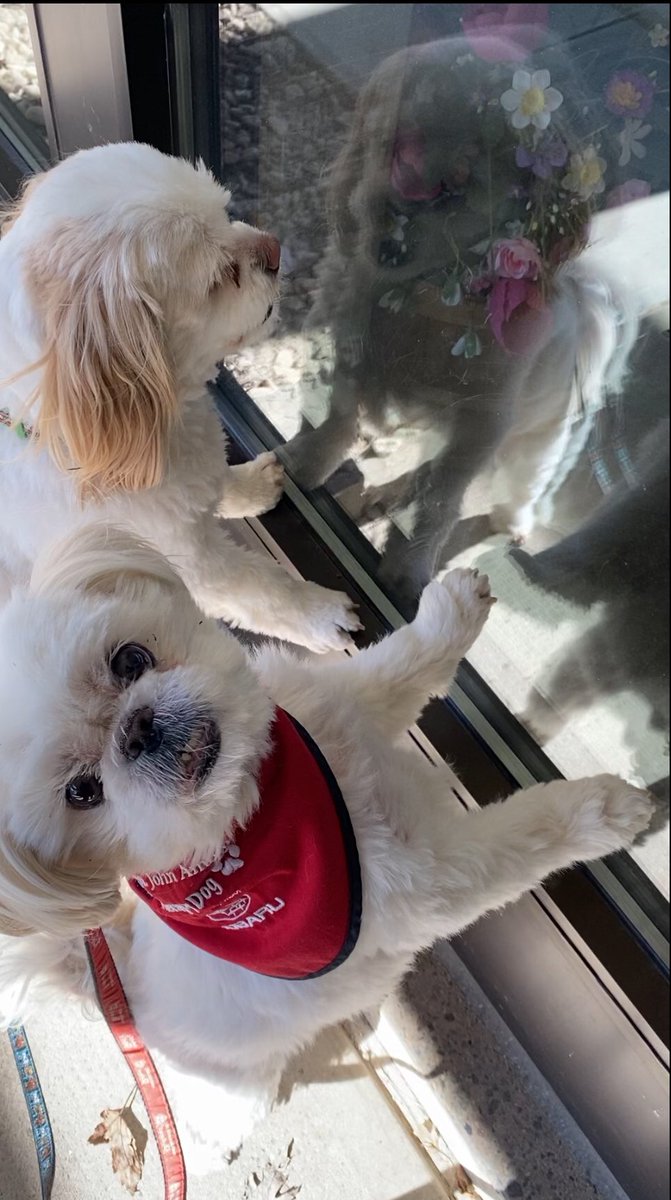SJAtherapydog's tweet photo. Just got our nails trimmed 🐾🐶
Time to show them off to our friends at Cassellholme
#WindowVisit #LTC #CuteDogs #MentalHealth https://t.co/3TGT9OPmkx