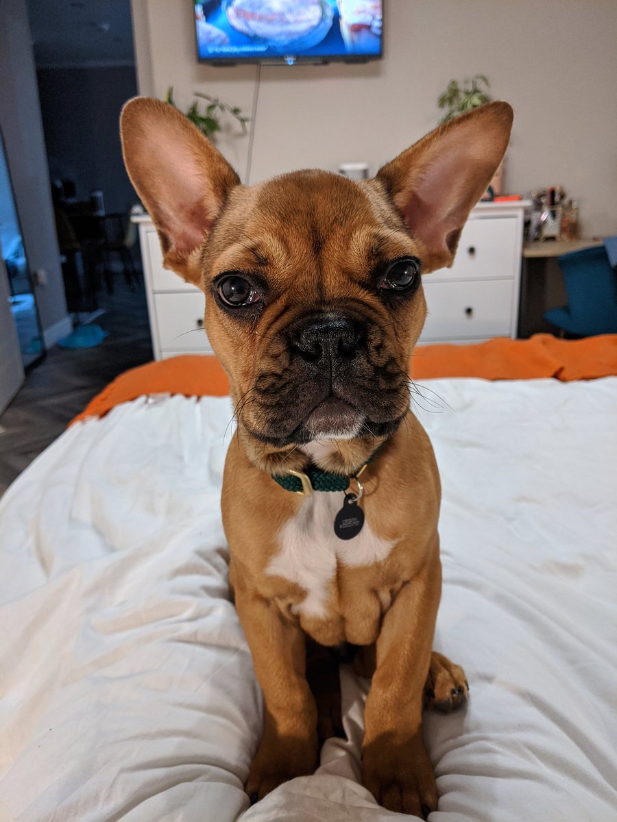 abihand's tweet photo. Twitter needs to see MY GOODEST BOI https://t.co/mLQBmbffxp