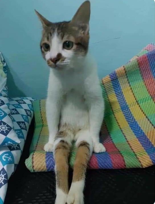 gatitos_qctd's tweet photo. Yo diciéndole a mi mamá a las 8 pm que tengo que hacer una maqueta del sistema solar para el día siguente https://t.co/ZaB5tHTkVf