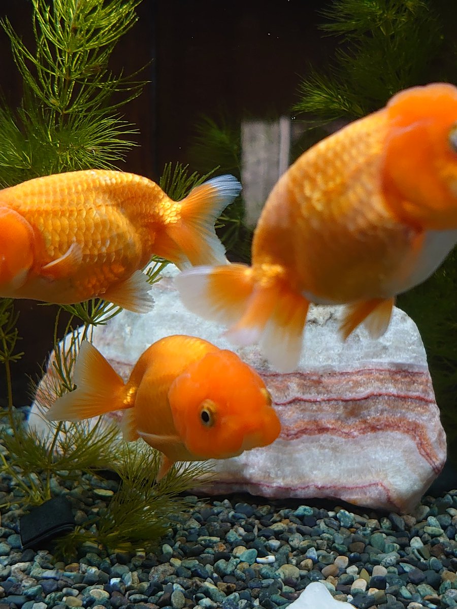 おはよーございま(˘ω˘)ｽﾔｧ