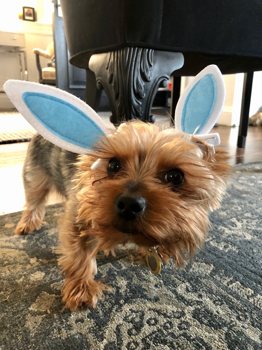 resqpups's tweet photo. Happy Easter from the bunnies and Terri's squad.  All of these buns are STFBR alums. https://t.co/ME2Bc54n2O