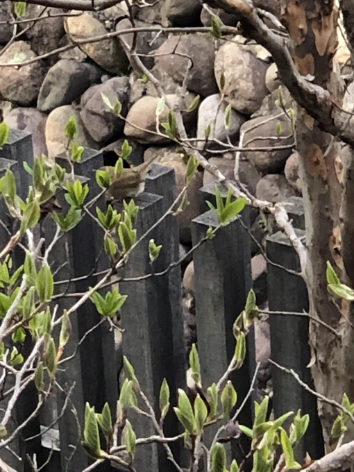 おはようございます。
今朝も鶯の声。上手になって来ました。もしかしたらこの子かな。 