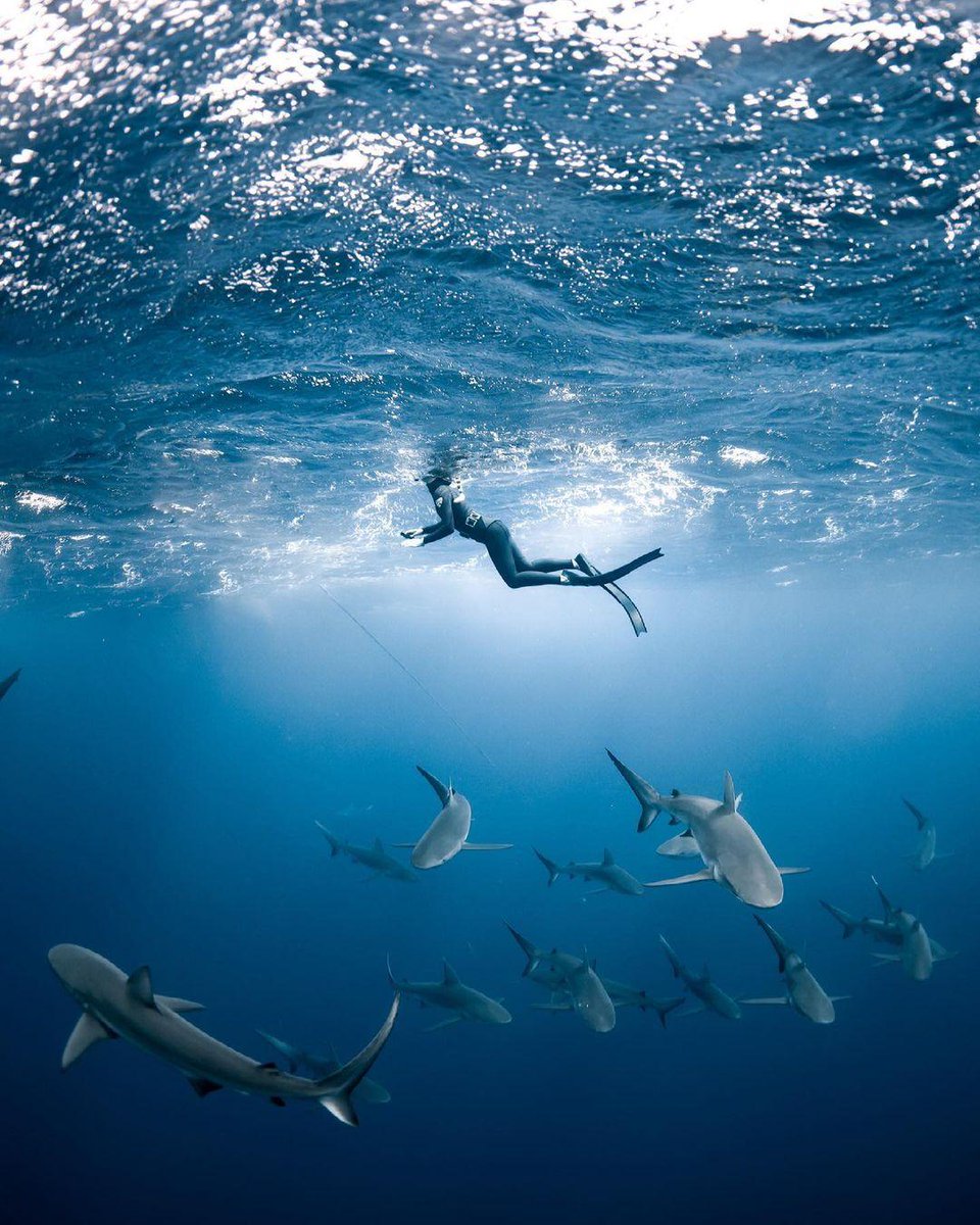 PADI's tweet photo. Where have you dived with sharks? Let us know 👇 📷: IG user monet.mako in Hawaii https://t.co/8mUwTn9zL4