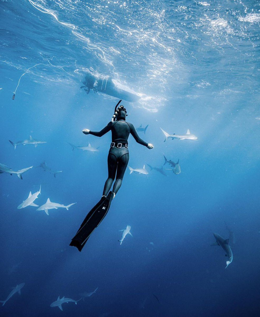 PADI's tweet photo. Where have you dived with sharks? Let us know 👇 📷: IG user monet.mako in Hawaii https://t.co/8mUwTn9zL4