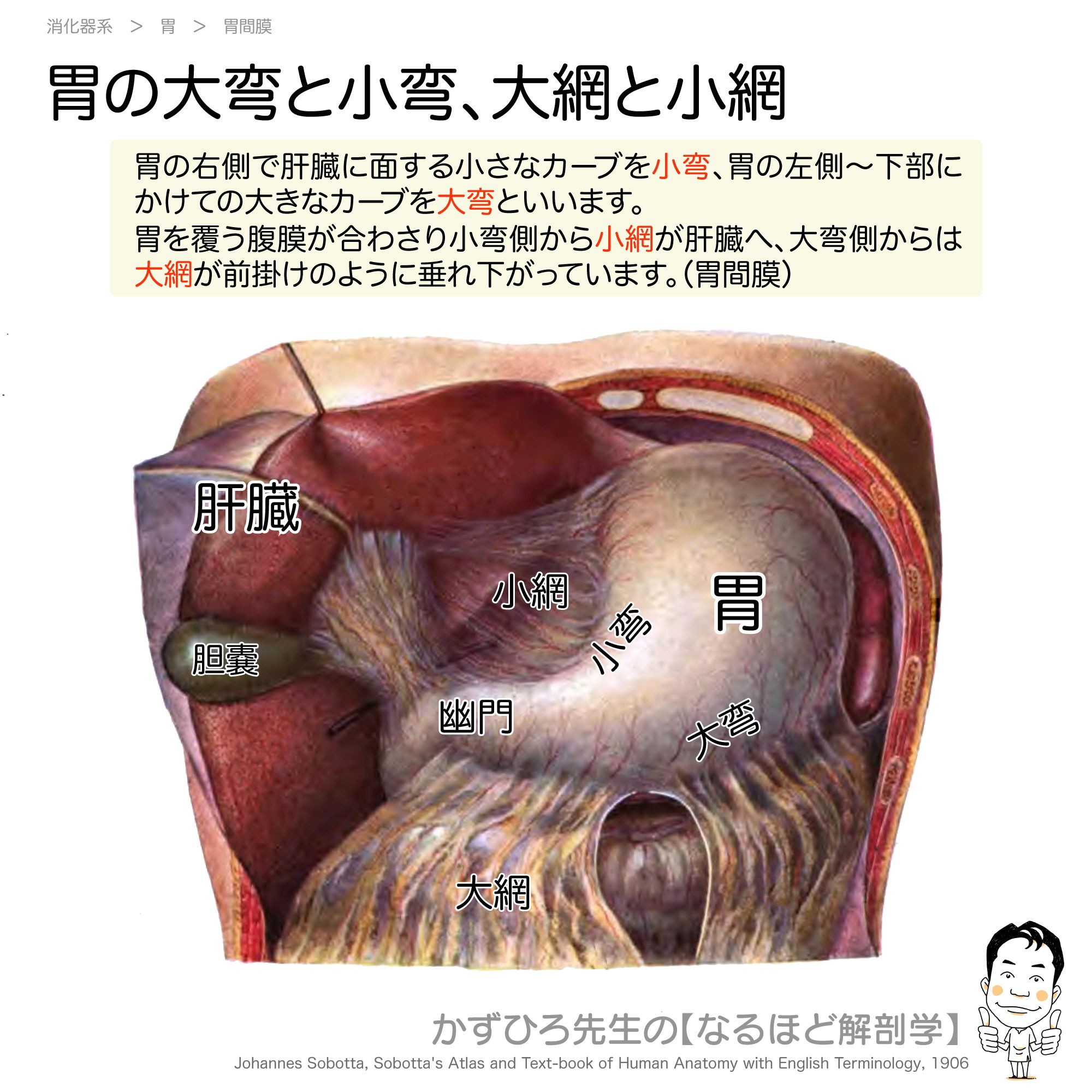 かずひろ先生 なるほど解剖学 胃の大弯と小弯 大網と小網 小弯 胃の右側で肝臓に面する小さなカーブ 大弯 胃の左側 下部にかけての大きなカーブ Lt 胃間膜 Gt 小網 小弯側から肝臓に続く胃間膜 大網 大弯側から前掛けのように垂れ下がる かずひろ先生 なるほど解剖学 胃の大弯と小弯 大網と小網 小弯 胃の右側で肝臓に面する小さなカーブ 大弯 胃の左側 下部にかけての大きなカーブ Lt 胃間膜 Gt 小網 小弯側から肝臓に続く胃間膜 大網 大弯側から前掛けのように垂れ下がる