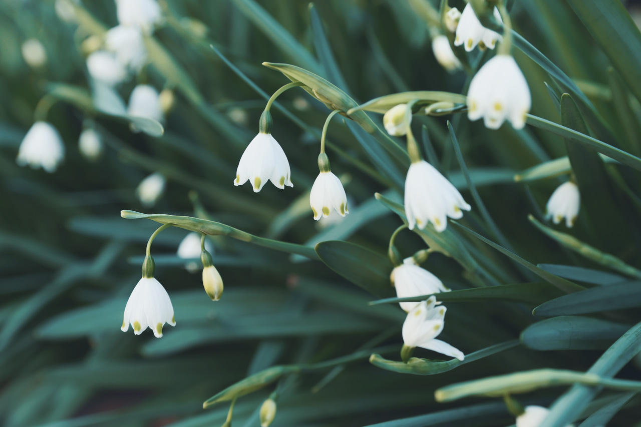 تويتر Neo Himeism على تويتر 雪を思わせる春の花 スノーフレーク 和名は 大待雪草 オオマツユキソウ T Co 3hcjwhz2qc