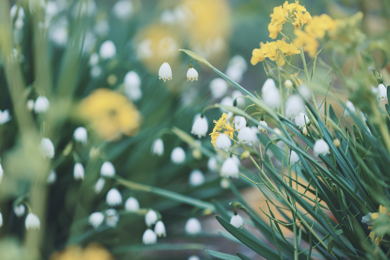 Neo Himeism 雪を思わせる春の花 スノーフレーク 和名は 大待雪草 オオマツユキソウ T Co 3hcjwhz2qc Twitter