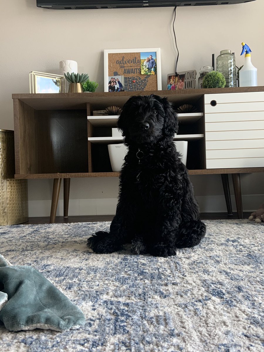 cLamp33's tweet photo. I am obsessed with my dog https://t.co/fsksS2dSt2