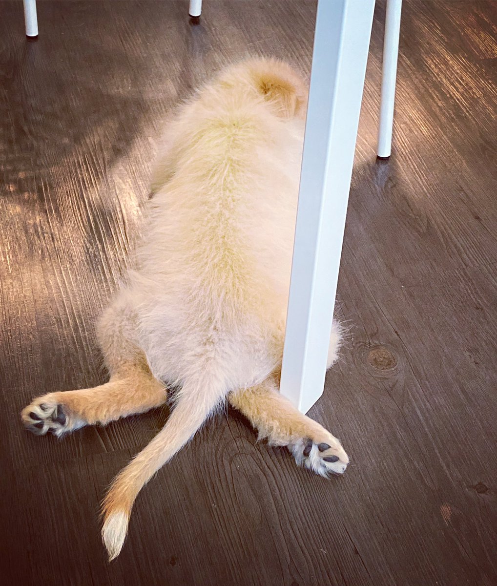 EspinozaAdventu's tweet photo. Woof woof! Mommie says I don’t do this anymore but she thought it was the cutest thing in the work when I would fall asleep with my legs #sploot 🐶 welcome to the family!#puppy #puppylove #puppylife #goodvibes #fuzzy #fuzzypets #fluffy #fluffydogs #floof #floofydog #babyboy #love https://t.co/aKBeeGeMrW