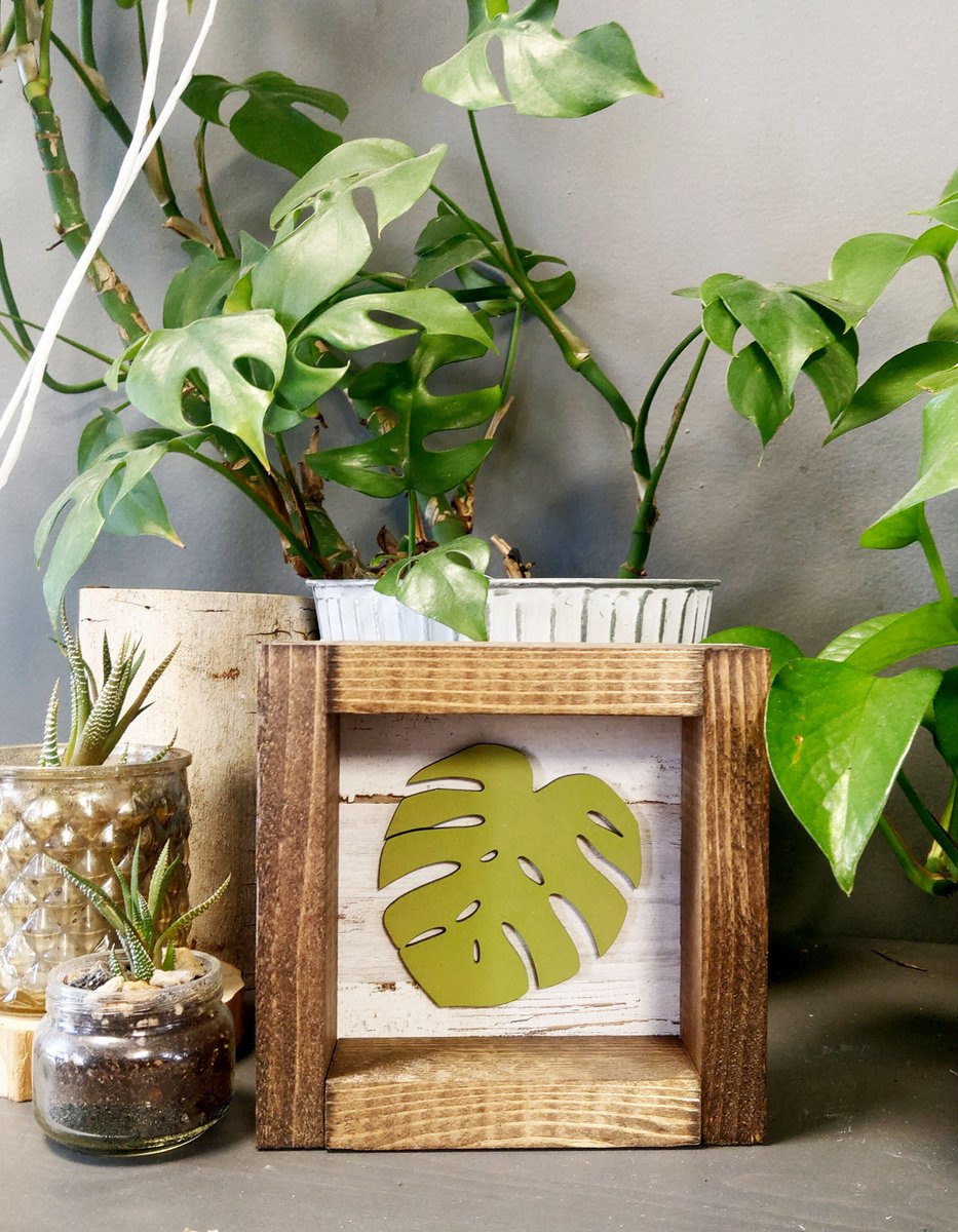 JERIVANN's tweet photo. Monstera Plants are so popular! So stunning. 
Don't have a green thumb? How about take one of our new Monstera Shiplap Mini Signs home for your display table. 

Find these on our Etsy Site. 
https://t.co/k4phhJZGeh https://t.co/ffXHnP7vpJ