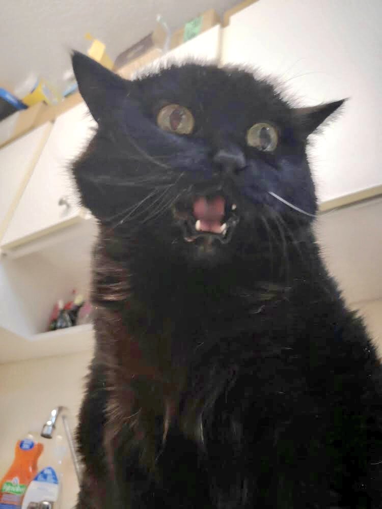 hawkes_kim's tweet photo. #CatsOfTwitter #blackcats  @CatAutumn2  challenged me to share a photo of my life each day for 7days 📷 Here is 3 of 7 💕 🦁 https://t.co/S05KVojtEa