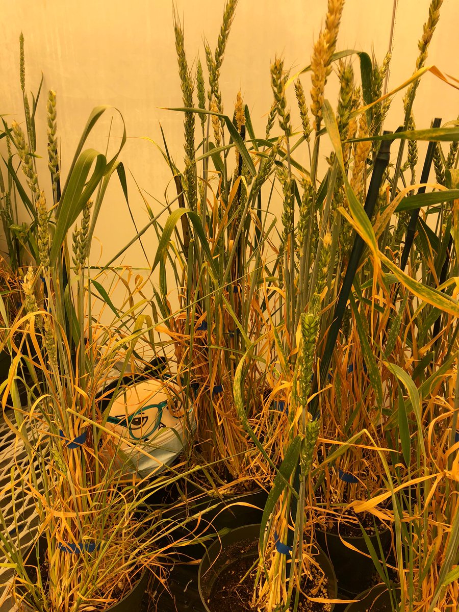 I spy with my little eye... <a href="/bug_beastie/">Beastie the Bug</a>