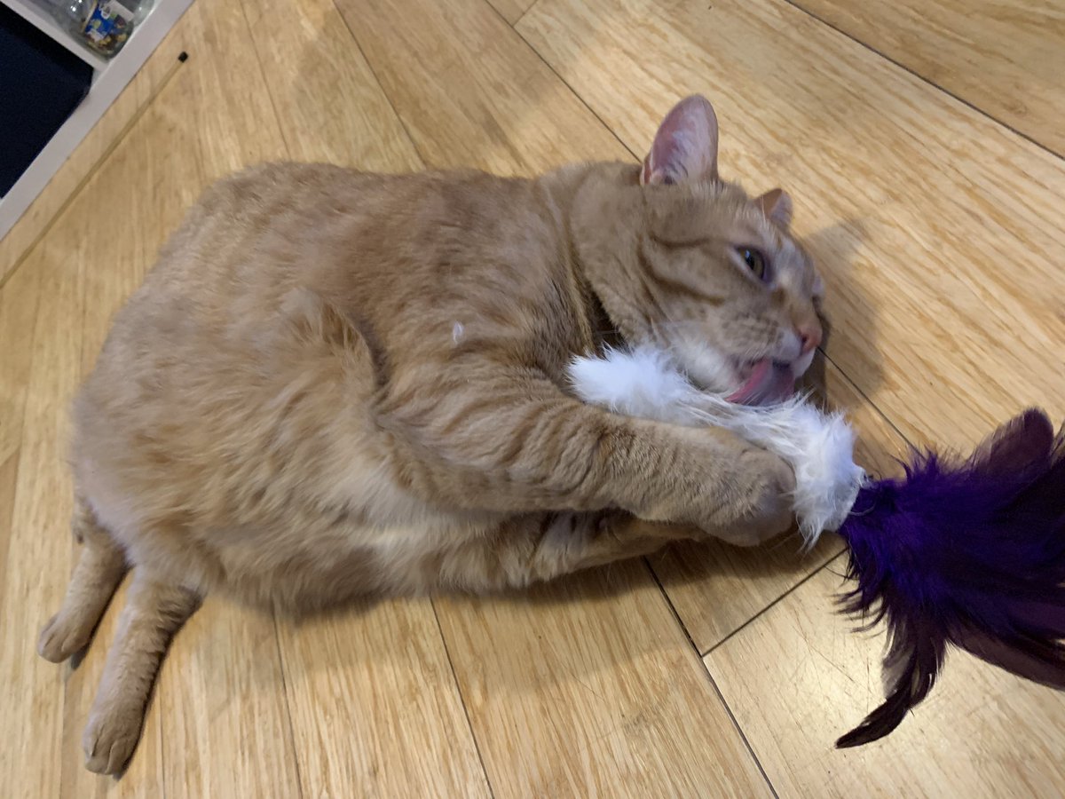 Bayek_Reign's tweet photo. Love rabbit foot. Taste good. 
#CatsOfTwitter #cats https://t.co/cPawRuaNwo