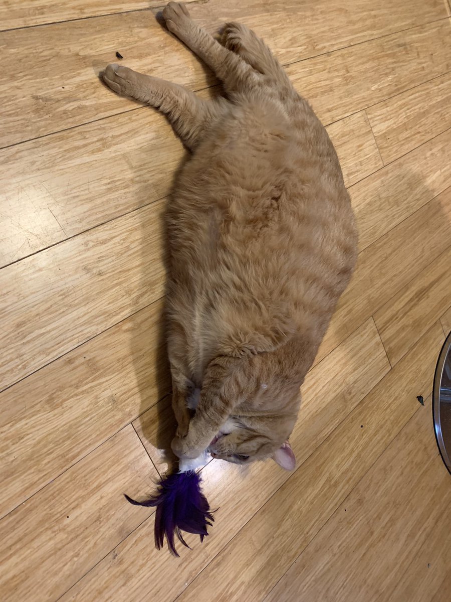 Bayek_Reign's tweet photo. Love rabbit foot. Taste good. 
#CatsOfTwitter #cats https://t.co/cPawRuaNwo