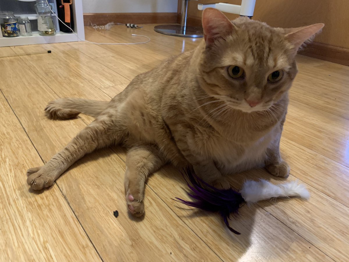 Bayek_Reign's tweet photo. Love rabbit foot. Taste good. 
#CatsOfTwitter #cats https://t.co/cPawRuaNwo