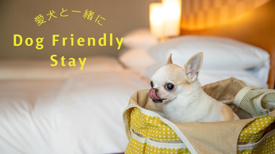 セルリアンタワー東急ホテル 犬好きさんと繋がりたい 犬のいる暮らし いぬのいる暮らし 犬のいる生活 犬との生活 ペットは家族 Doglovers