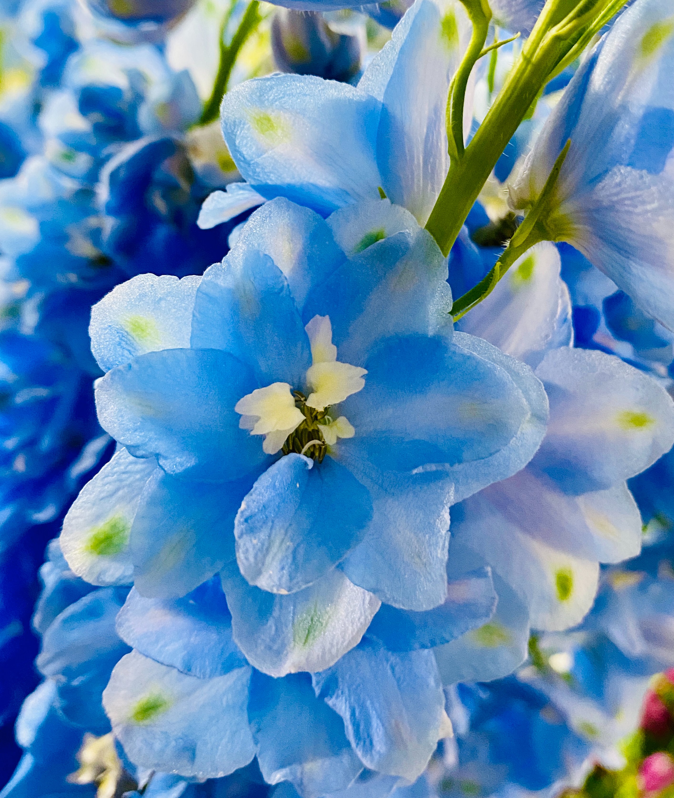 تويتر 紬 つむぎ Tsumugi Flower على تويتر 青い花の代表 柔軟剤のｃｍでもお目にかかれます スプレータイプのデルフィニウム こちらはジャイアント系 私の鼻ではこの花の香りはわかりません どんな香りがするのだろう 柔軟剤買いに行こう