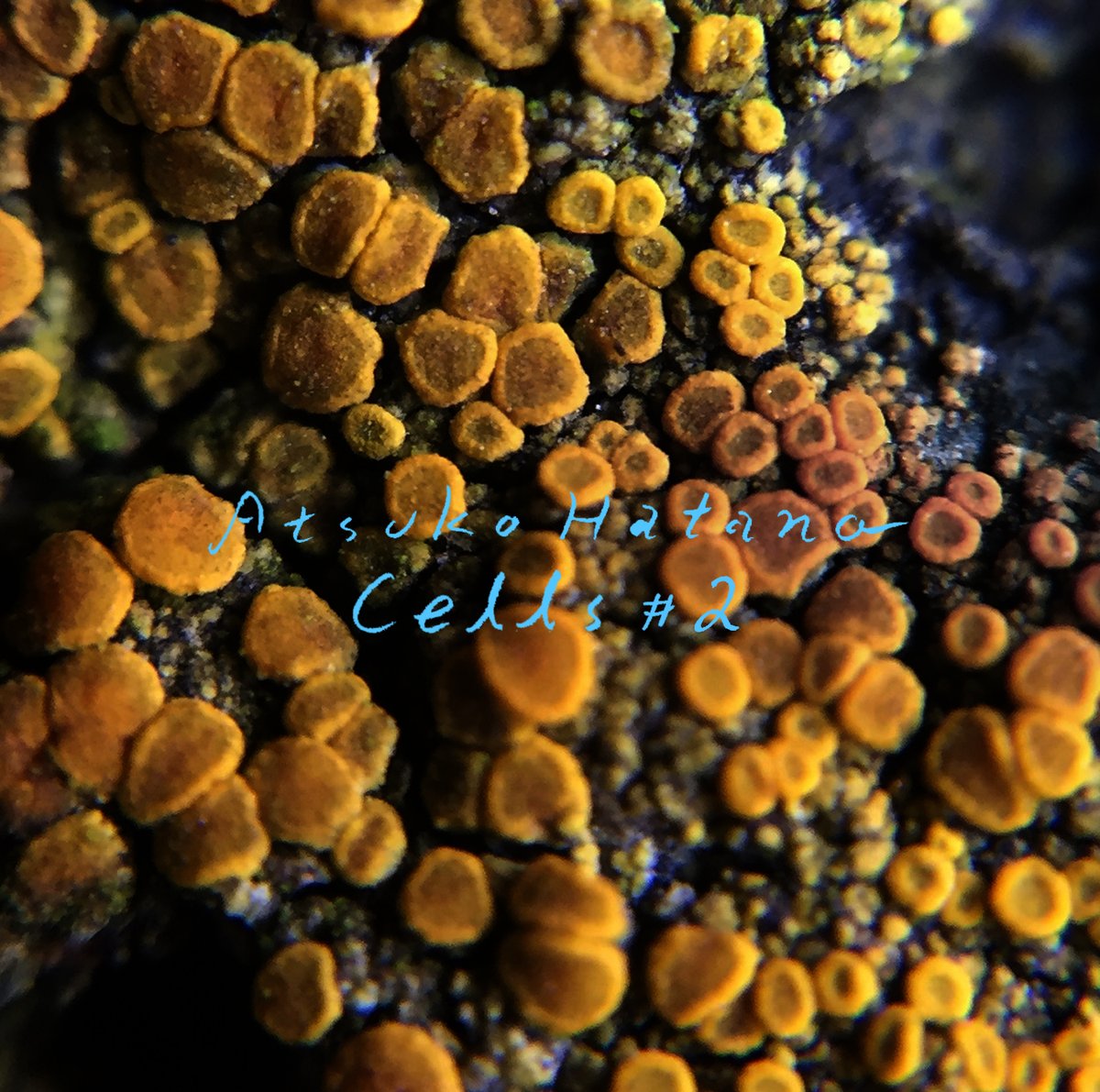 Bandcamp Friday! 🎉
2CD and 1tote bag on my Bandcamp now.
Atsuko Hatano 'Cells#2' (2018)
atsukohatano.bandcamp.com/album/cells-2

TRIOLA 'Chiral'
triola.bandcamp.com/releases
TRIOLA is my strings project, we released full album 'Chiral' in 2019 with CD, data and tote bag.