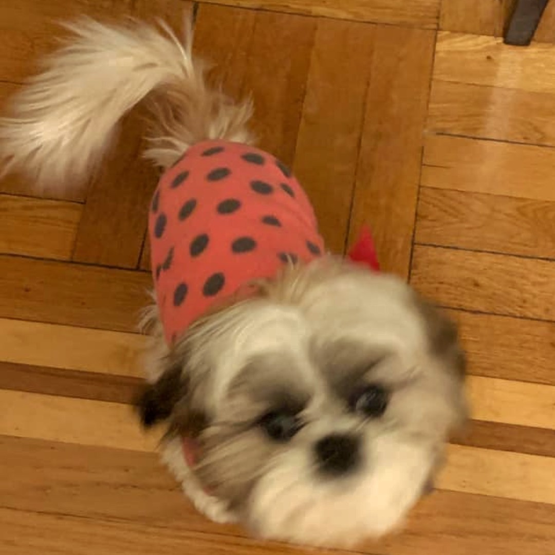 resqpups's tweet photo. STFBR alum Teddy and STFBR supporter Daisy love wearing PJs.

Goodnight!

#goodnight #adoptdontshop #STFBR #shihtzuandfurbabyrescue #rescuedogs #rescuedogsrock https://t.co/ooTvj58JfE