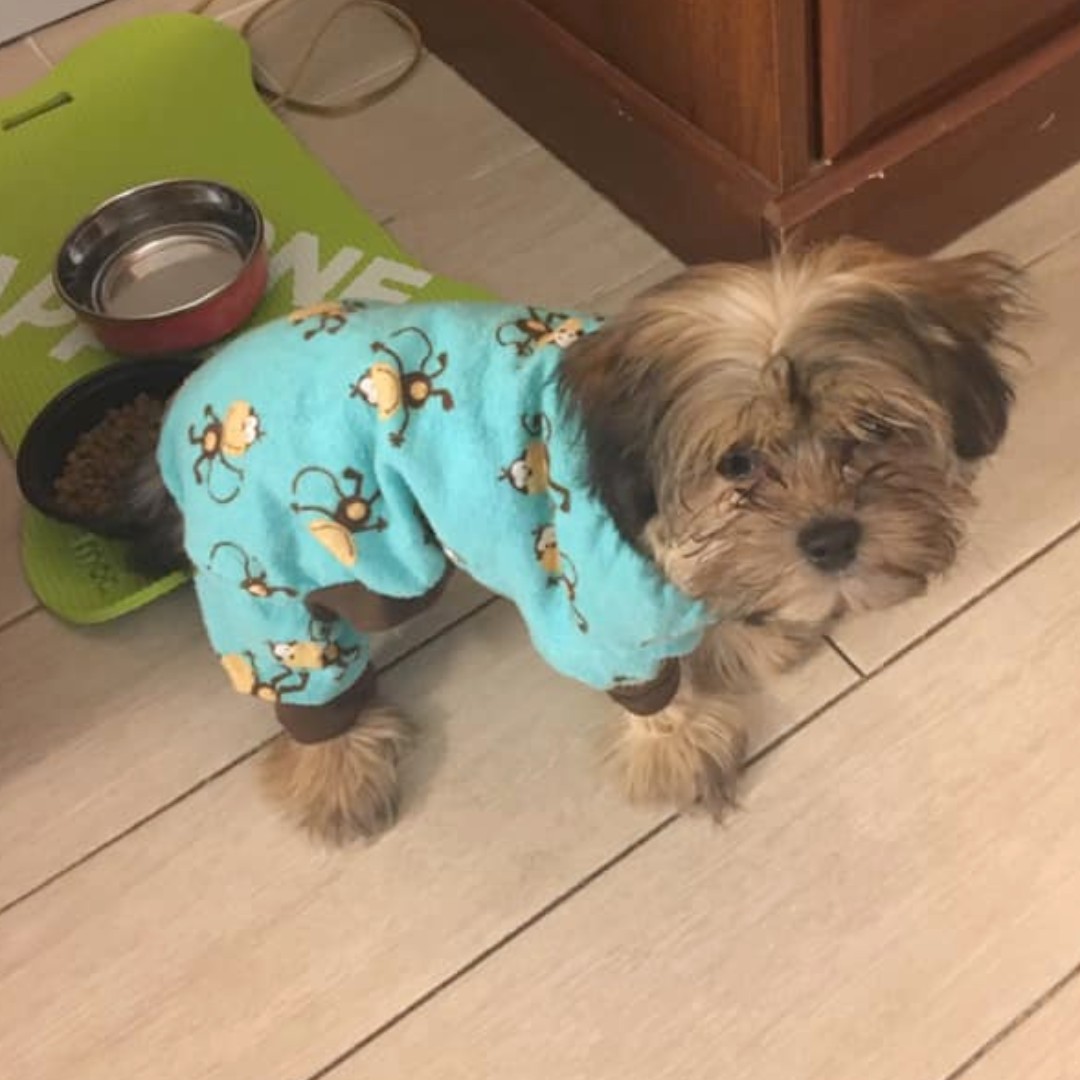 resqpups's tweet photo. STFBR alum Teddy and STFBR supporter Daisy love wearing PJs.

Goodnight!

#goodnight #adoptdontshop #STFBR #shihtzuandfurbabyrescue #rescuedogs #rescuedogsrock https://t.co/ooTvj58JfE