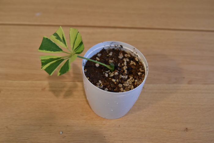 Lovegreen カポック シェフレラ T Co Efskblwshe カポックは丈夫で生長もはやく 育てやすい人気の観葉植物です 基本情報 植え替え方法 剪定方法 増やし方 挿し木 管理方法 植物のある暮らし 植物が好き 園芸 部屋 Lovegreen カポック シェフレラ T Co Efskblwshe カポックは丈夫で生長もはやく 育てやすい人気の観葉植物です 基本情報 植え替え方法 剪定方法 増やし方 挿し木 管理方法 植物のある暮らし 植物が好き 園芸 部屋