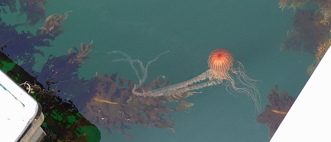 クラゲ 高画質 のtwitterイラスト検索結果 古い順