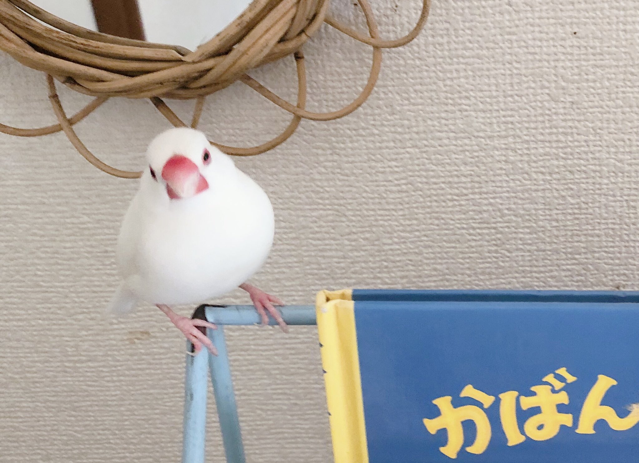 文鳥 In 文鳥のお返事の声ってどんな字に表すのが正解かな 私は小さい時から文鳥の鳴き声 は ケッケッ って聞こえていて 字にすると可愛くないから ピッピッ と書くけど本当は ピ じゃなく ケ に聞こえています 文鳥 In 文鳥のお返事の声ってどんな字に表すのが正解かな 私は小さい時から文鳥の鳴き声 は ケッケッ って聞こえていて 字にすると可愛くないから ピッピッ と書くけど本当は ピ じゃなく ケ に聞こえています