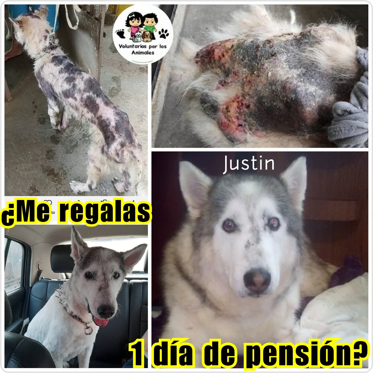 asoc_vpla's tweet photo. Si no puedes adoptar, puedes colaborar por menos de $1 con el alimento del mes de Justin, Perro Husky de más de 11 años #Rescatado y Recuperado. 
¿DESEAS AYUDARLO? ❤️ (1.500.000Bs) Lo que puedas suma para él! Tenemos Pago Móvil! (Escríbenos por Directo)
https://t.co/27RKuvbBCp
