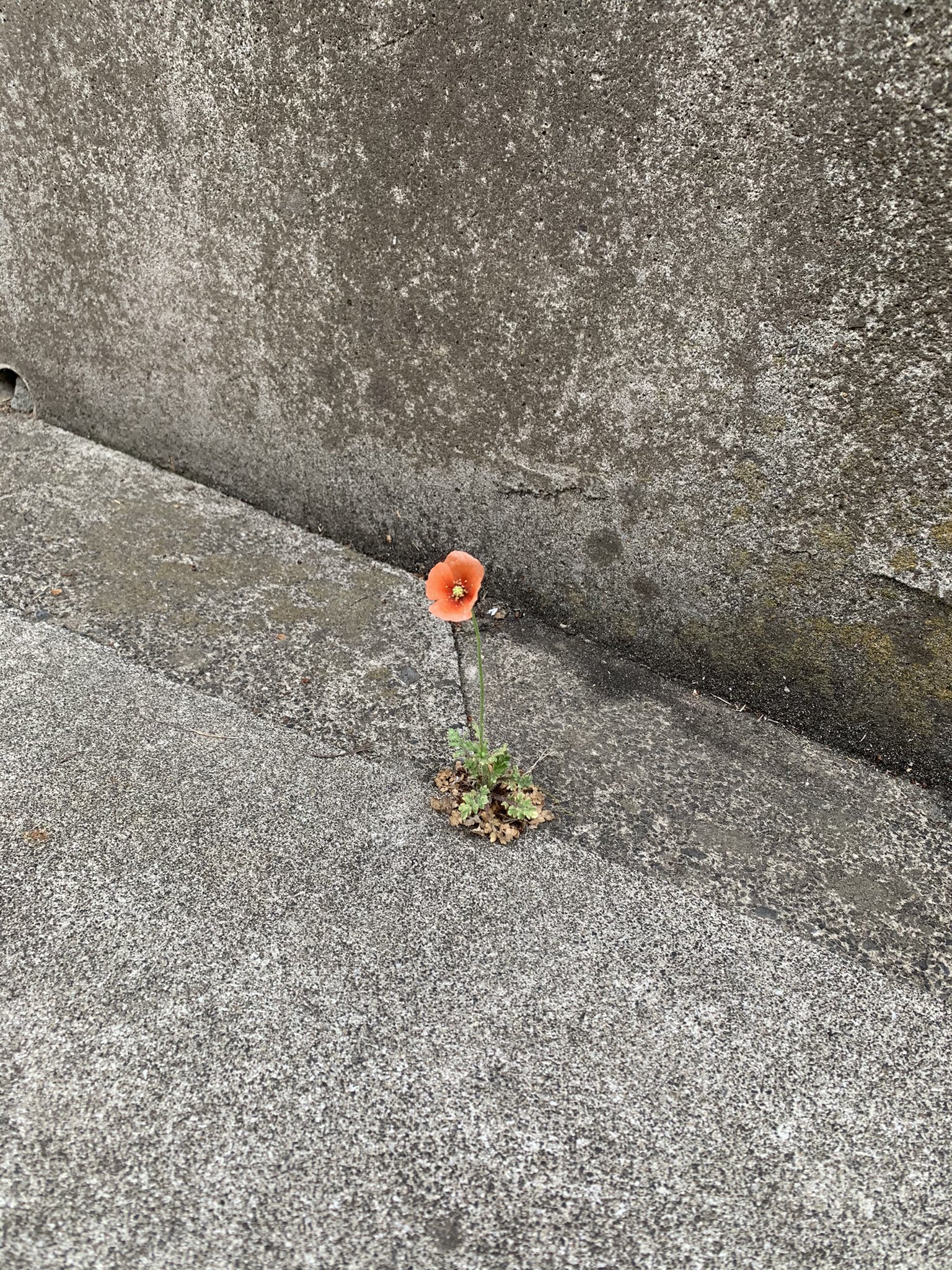 ねるふ アスファルトに咲く花の様に イメージがそのまま現実になった花が咲いてた T Co 1jeytlwkqt Twitter