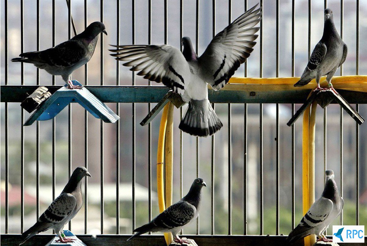 ChainPigeon's tweet photo. Pigeon A: My dad said he once saw such a thick snake!❗️
Pigeon B: Stop bragging🙄
Pigeon C: I have seen such a big mouse…
A group of pigeons: Really?!!!

Welcome to provide us with interesting photos of pigeons~
Will indicate the provider in the post

#RPC #pigeon  #Taiwan https://t.co/0n4Tw46cxA