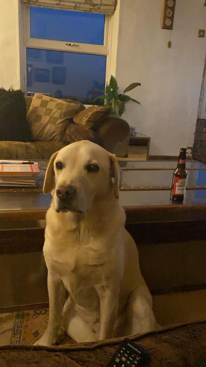 RichardFlanders's tweet photo. Someone is hungry. Stares like that at dinner time https://t.co/rQd3PLpQYj