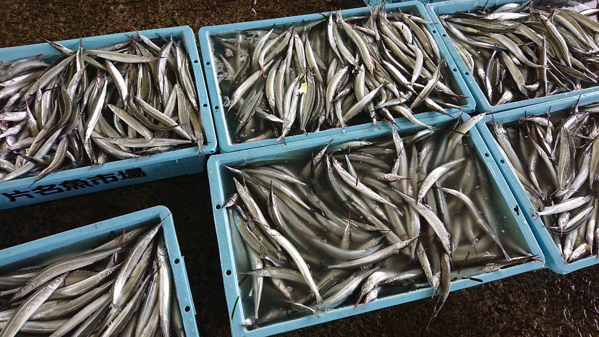 へんな魚おじさん お魚クイズ このお魚なーんだ