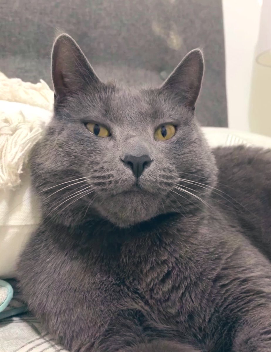 M 🐾 E 🐾 O 🐾 W  ... 🖤🤍
#cats #catsoftwitter #meow