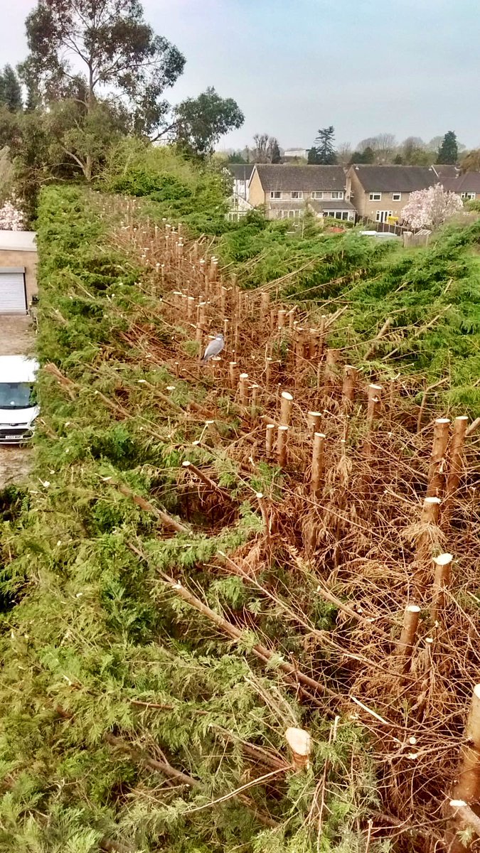 PrimaryTreeSurg's tweet photo. Birds eye view of a section of the Great Hedge Wall reduction which is nearing conclusion #treesurgery #treesurgeons #hedgereduction #hedgemeisters https://t.co/J5Vw66dpxE