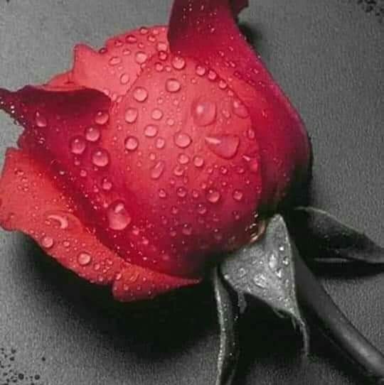 AktifDemrtas's tweet photo. @crosderss https://t.co/QIh7qPsAaq