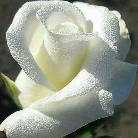 AktifDemrtas's tweet photo. @olgunsever_p Mersin 23cm Aktif demrtaş https://t.co/btmqpYpqTF