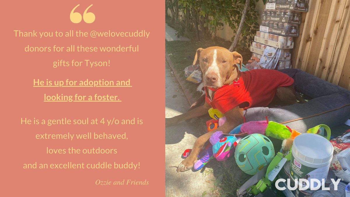 welovecuddly's tweet photo. Thank you to all of our #CUDDLYdonors and to the #CUDDLYcommunity for your support of Tyson🙏❤️ #animalwelfare  #Californiadog⁠ #dogrescue #Cali #Calilove 
⁠
Send some #love to Ozzie and Friends Rescue so they may help more animals like Tyson here: https://t.co/npJwILImz1 https://t.co/hXB5zx2ml0