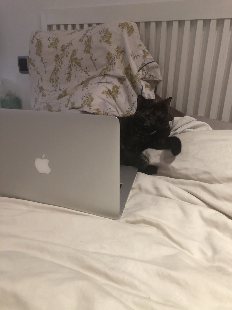 ruchokaos's tweet photo. Llego a casa y la veo así esperando mi directo jajaja #gatosalpoder https://t.co/CiTMMdcqaL