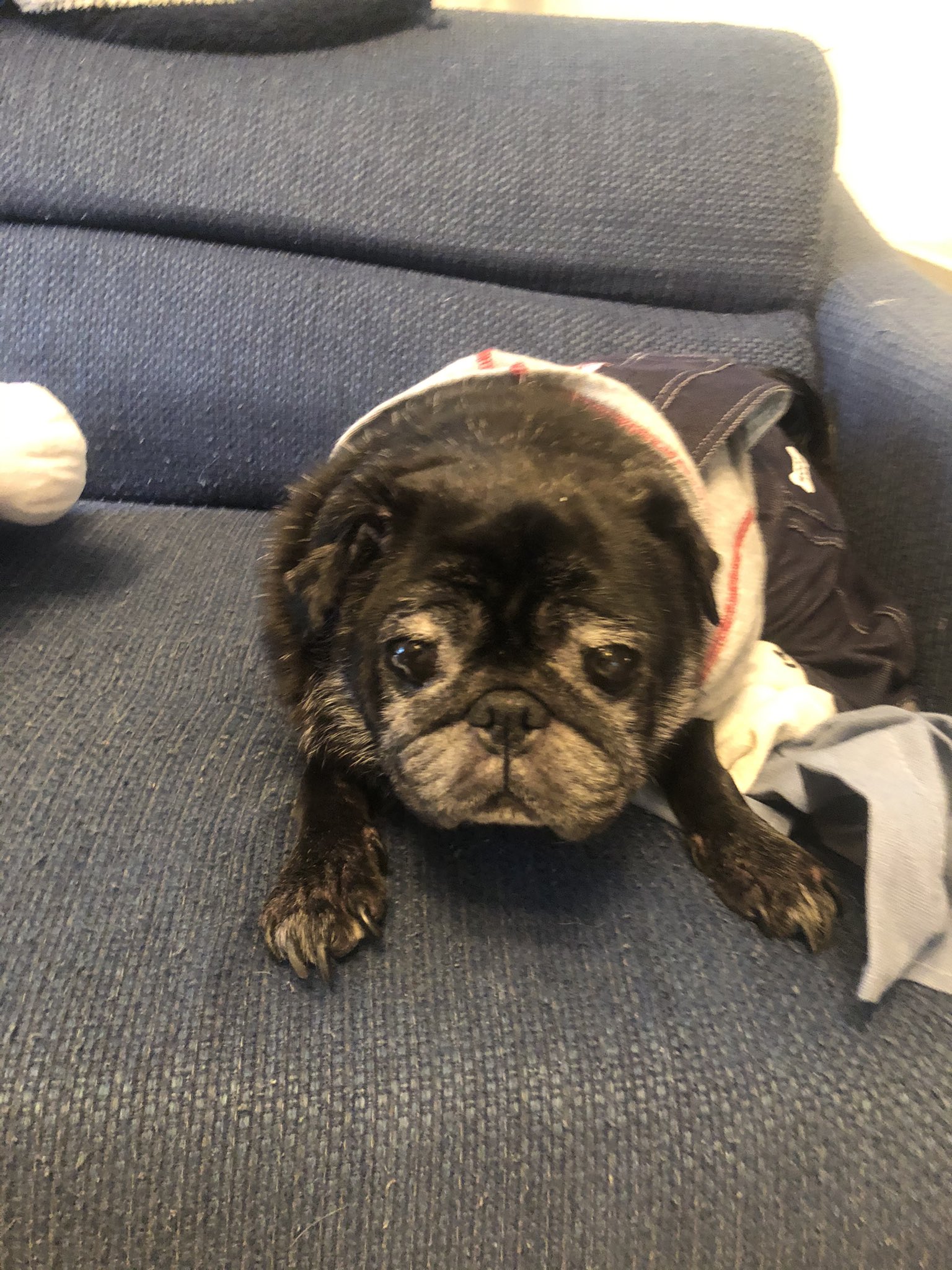 池袋の老舗ジムblue Dog Gymの存続とプロ選手の練習環境を守り抜きたい Campfire キャンプファイヤー